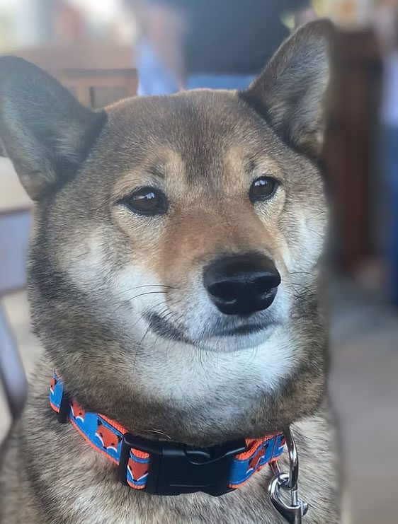 Brody---dog-at-Inn-at-Oriental Brody the Dog