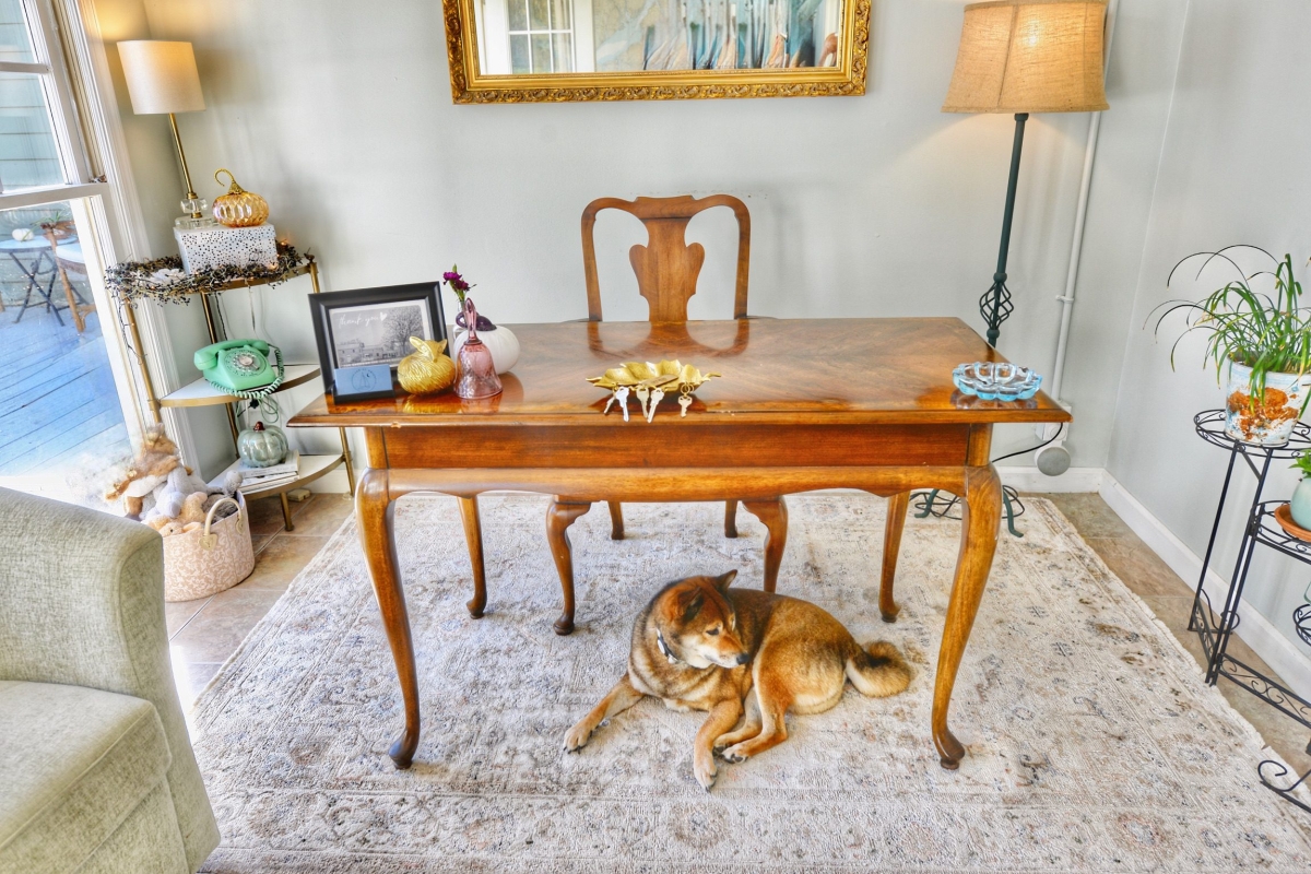 Reception Desk with Brody the Dog laying under it